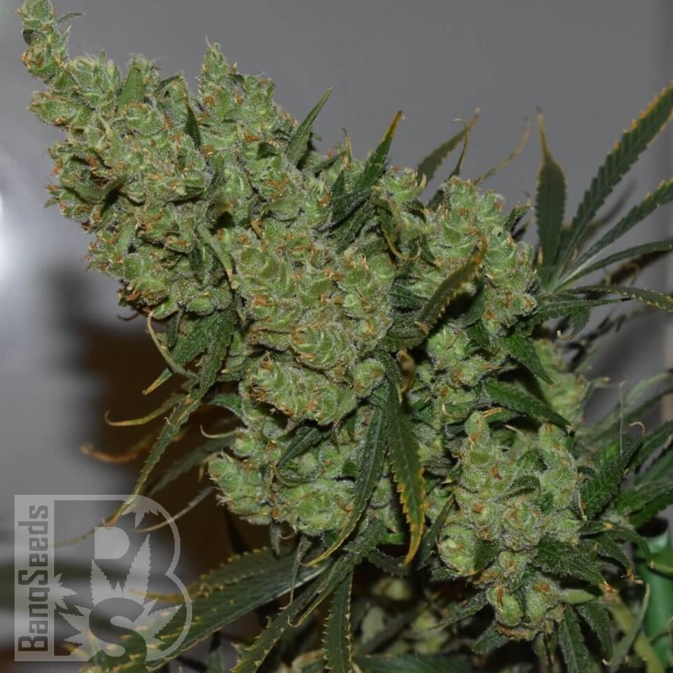 Семена конопли  Californian Orange regular Ganja Seeds