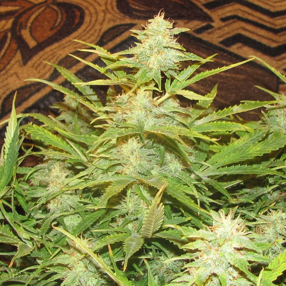 Семена  Auto Medeo feminised Bang Seeds