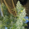 Феминизированные Семена Eleven Roses feminised Ganja Seeds Fast Version