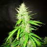 семена конопли в интернете Auto CBD Northern Lights feminised Ganja Seeds