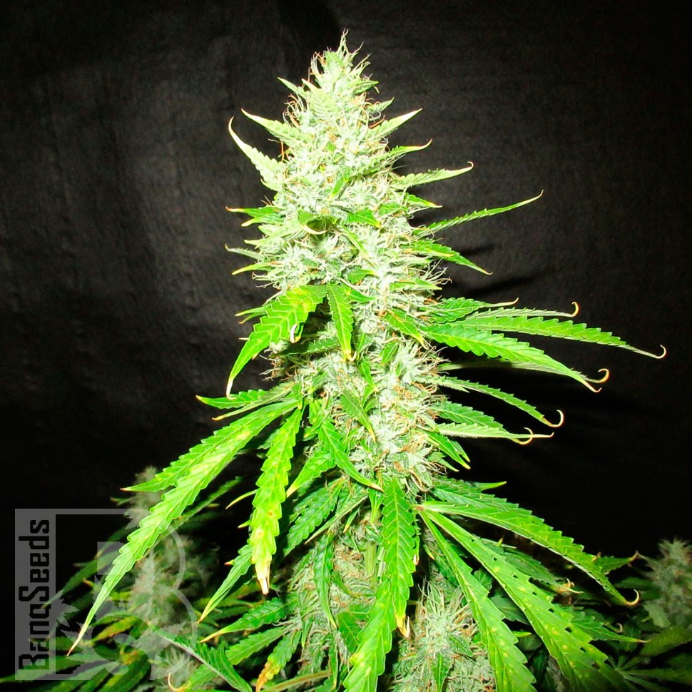 семена конопли в интернете Auto CBD Northern Lights feminised Ganja Seeds