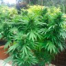 семена конопли гидропоники Auto CBD Northern Lights feminised Ganja Seeds