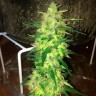 семена конопли скороспелый купить Auto CBD Northern Lights feminised Ganja Seeds