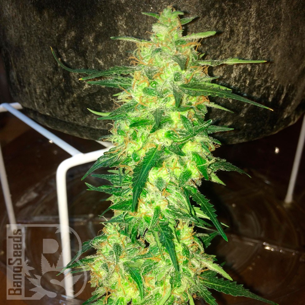 семена конопли скороспелый купить Auto CBD Northern Lights feminised Ganja Seeds