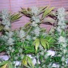 семена конопли дешево Auto CBD Northern Lights feminised Ganja Seeds