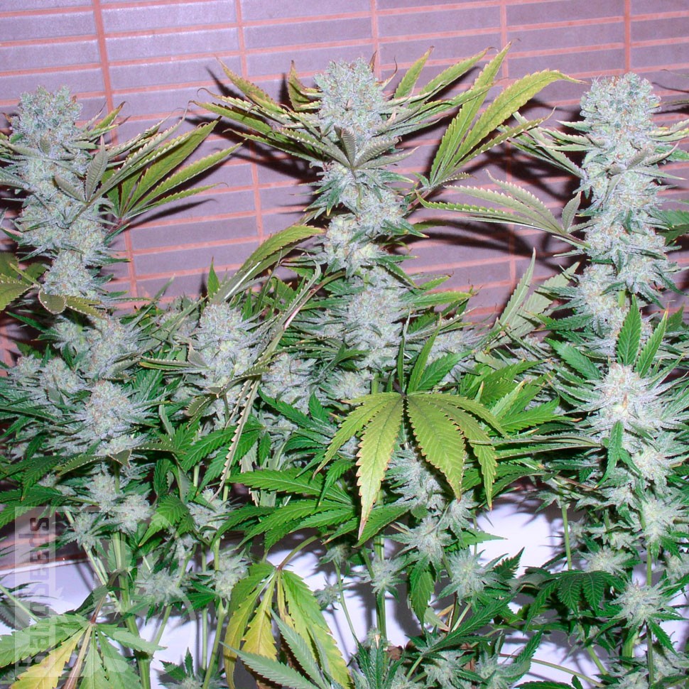 семена конопли дешево Auto CBD Northern Lights feminised Ganja Seeds