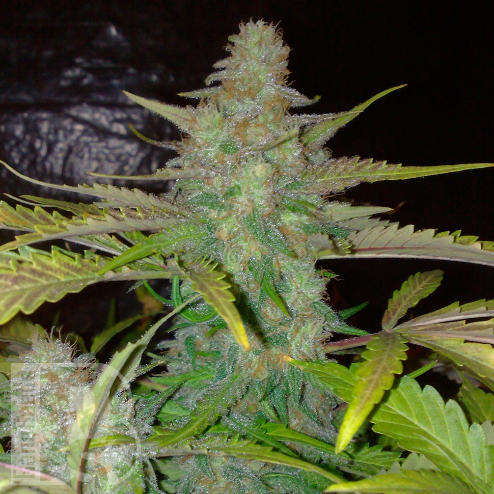 Семена марихуаны  Auto Northern Lights CBD feminised Ganja Seeds