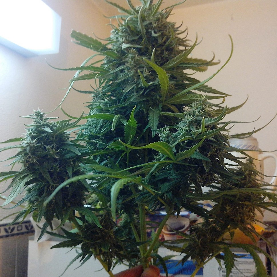 Семена  Moby Dick feminised Ganja Seeds