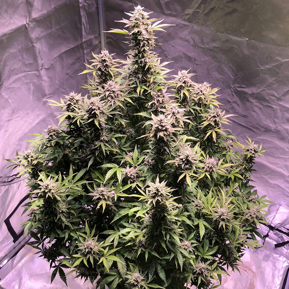 Семена  Auto AK regular Ganja Seeds