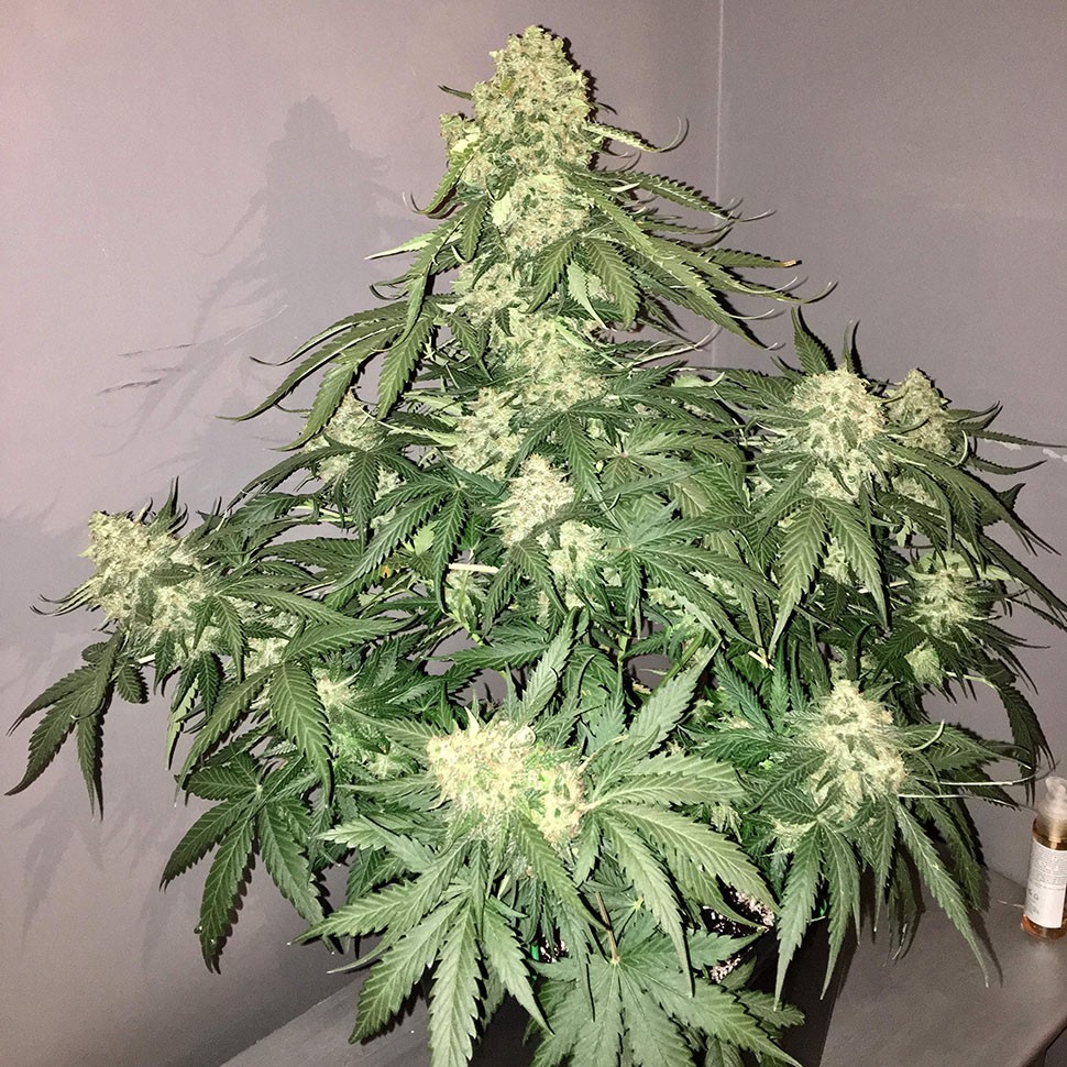 Семена каннабиса  Auto Shalkar feminised Bang Seeds