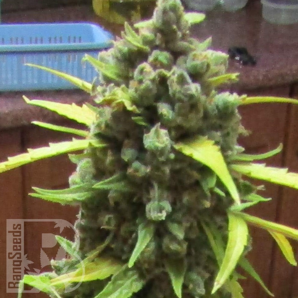 Семена каннабиса  Auto Shalkar feminised Bang Seeds