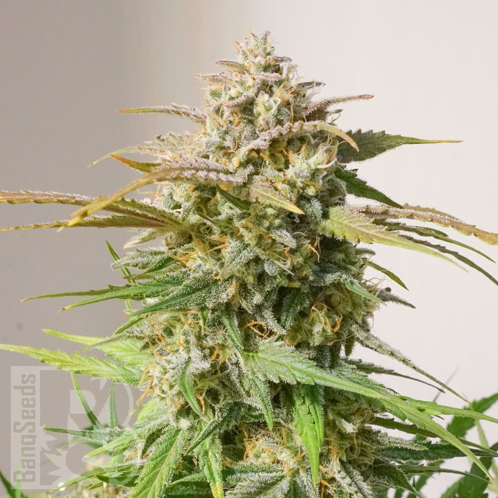 Семена каннабиса  Auto Shalkar feminised Bang Seeds