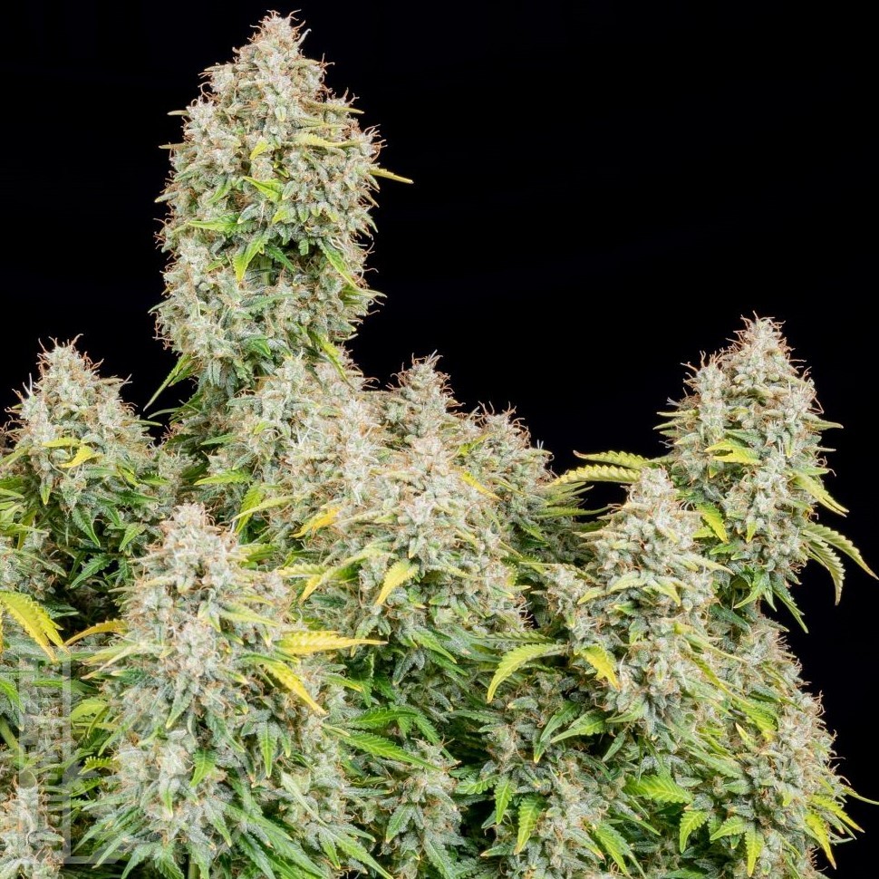 Семена каннабиса  Auto Shalkar feminised Bang Seeds