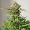 Семена каннабиса  Auto Shalkar feminised Bang Seeds