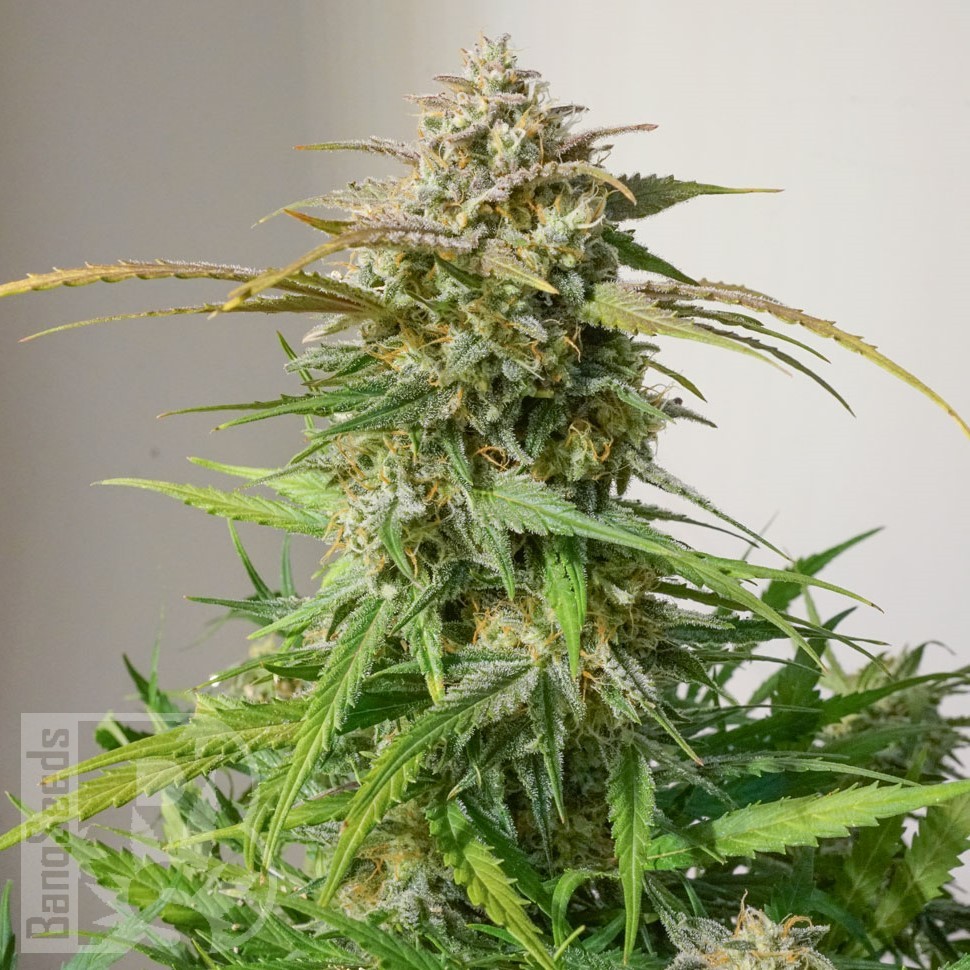 Семена каннабиса  Auto Shalkar feminised Bang Seeds