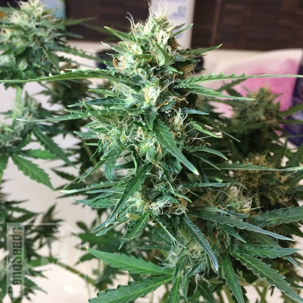 Семена Auto Northern Lights x AK feminised Ganja Seeds