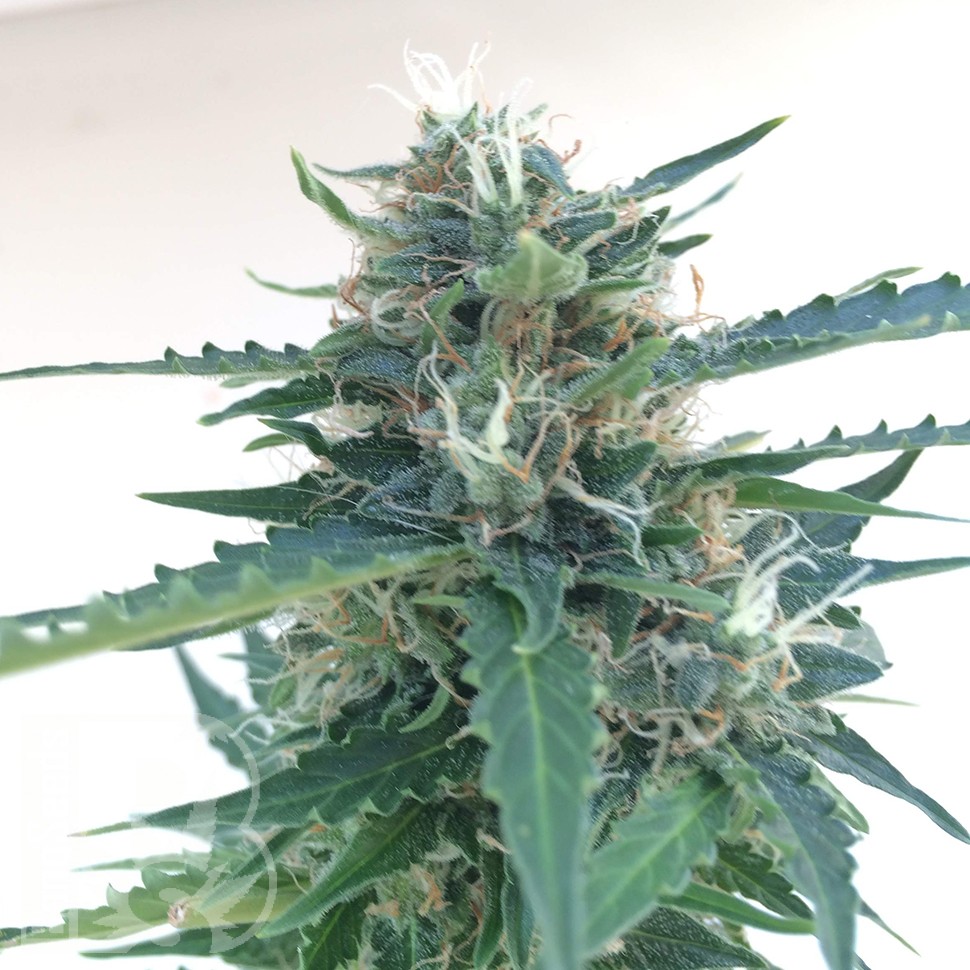 Семки Auto Northern Lights x AK feminised Ganja Seeds