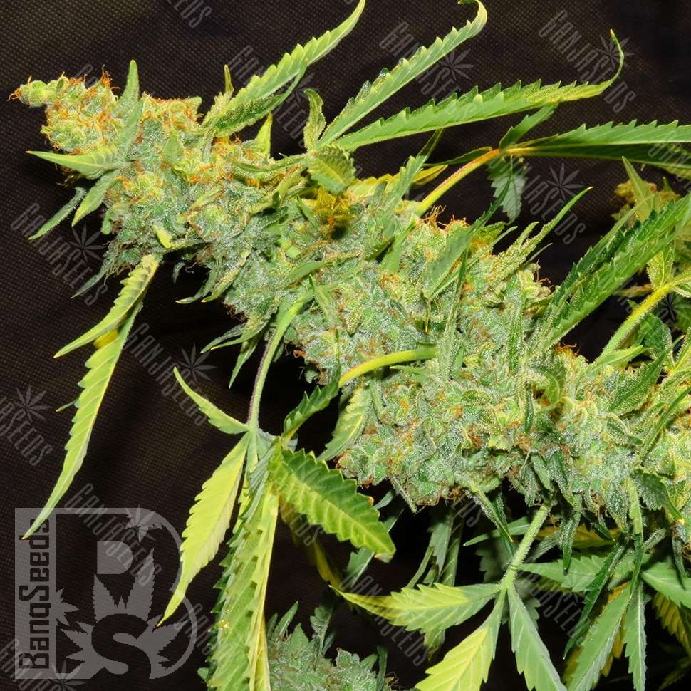 Семена марихуаны  Auto Northern Lights x AK feminised Ganja Seeds