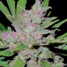 Mass feminised Ganja Seeds