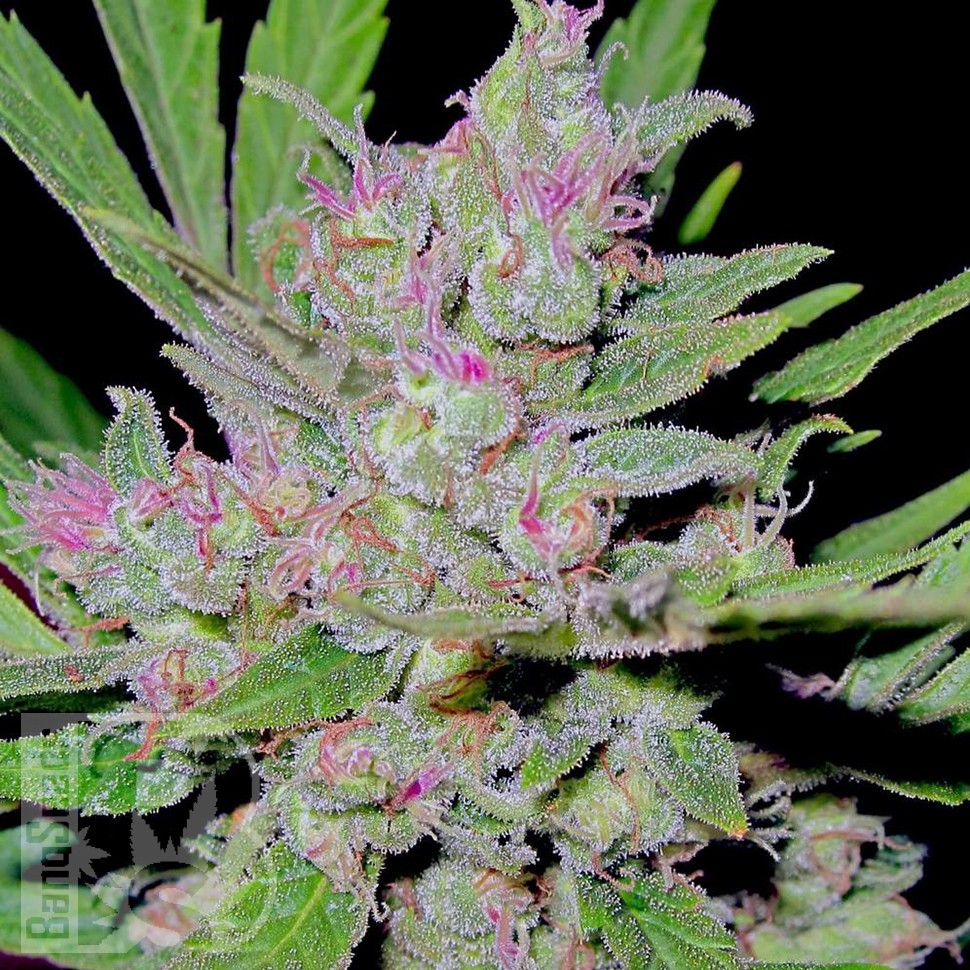 Mass feminised Ganja Seeds