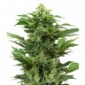 Mass feminised Ganja Seeds