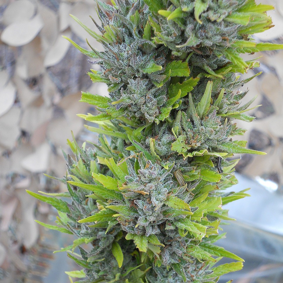 Семена ганжа  Colombian Gold feminised Ganja Seeds