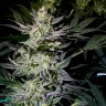 заказать семена индийской конопли Auto White Diesel Haze reg