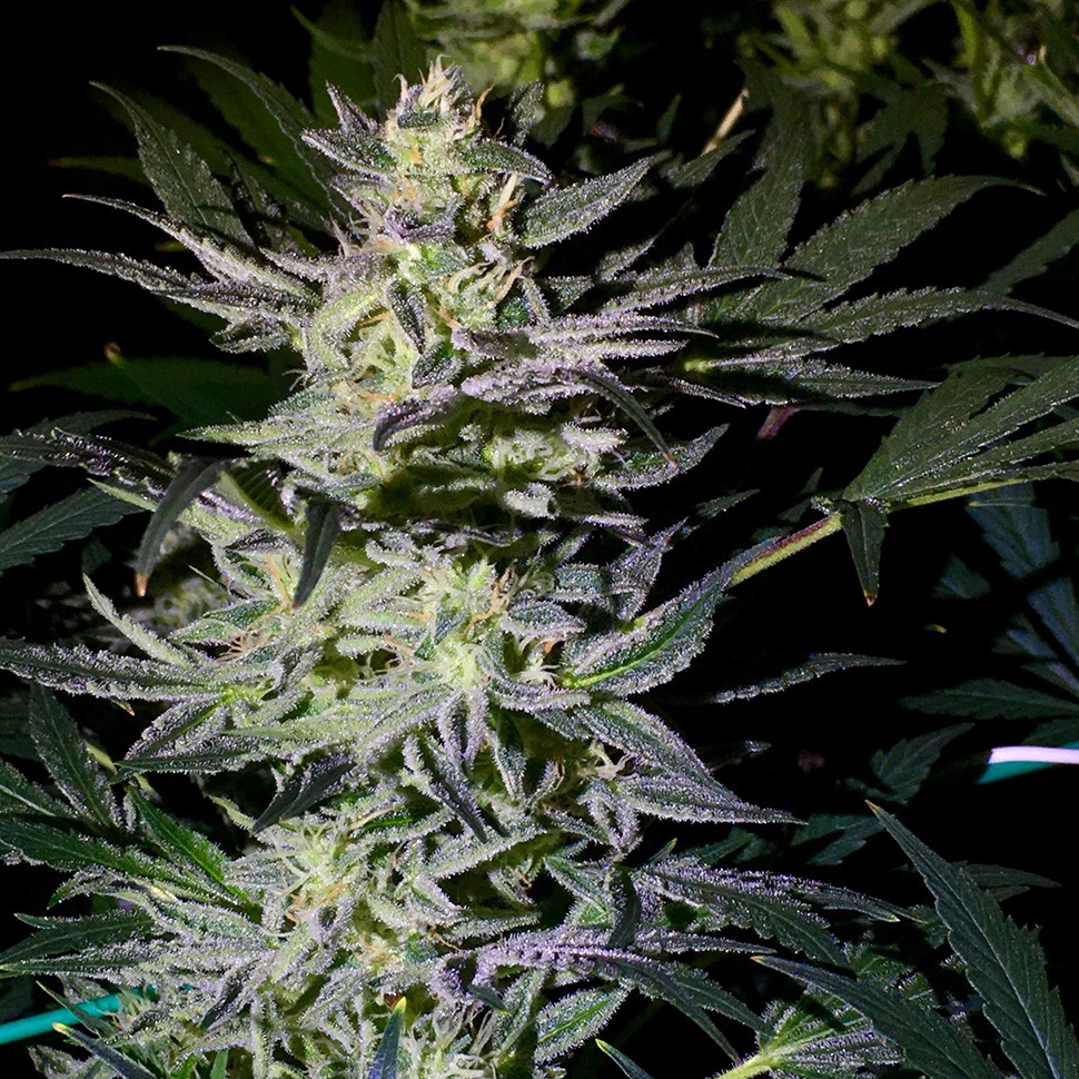 Семена каннабиса  Auto White Diesel Haze regular Ganja Seeds