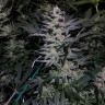 заказать семена конопли Auto White Diesel Haze reg