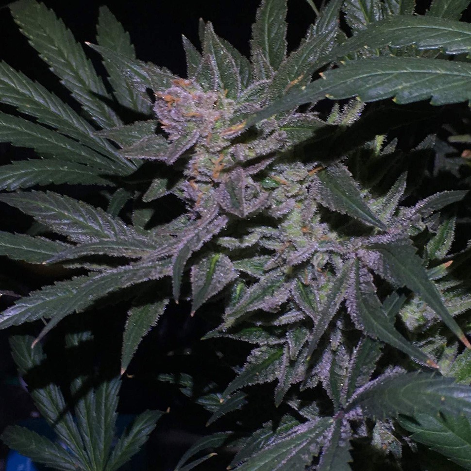 купить семена конопли в интернете Auto White Diesel Haze reg