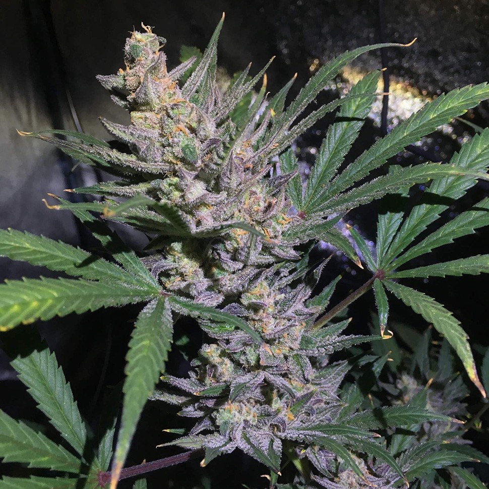 семена конопли скороспелый купить Auto White Diesel Haze reg