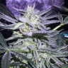 купить семена конопли гидропоники Auto White Diesel Haze reg