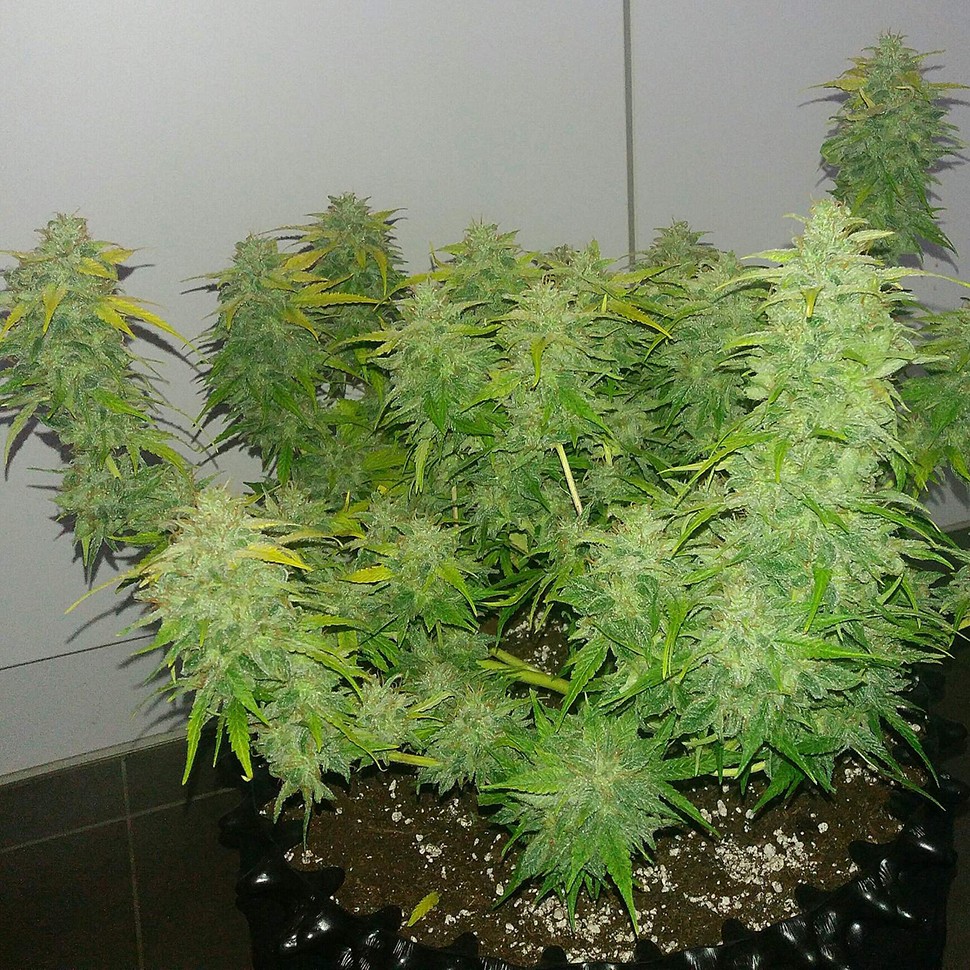 Семена каннабиса  Auto Orange feminised Ganja Seeds