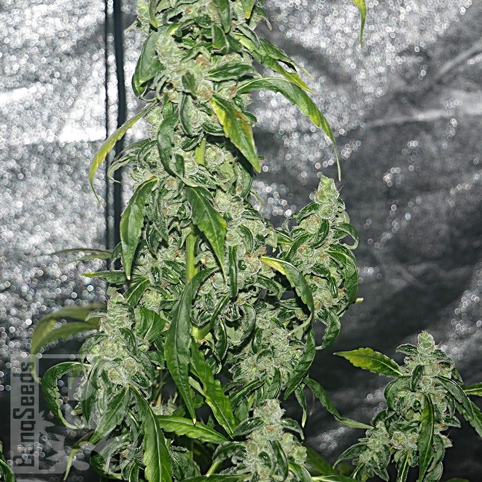 Massive Haze feminised Ganja Seeds