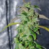 Massive Haze feminised Ganja Seeds