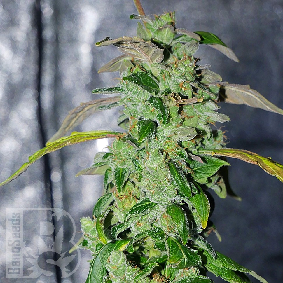 Massive Haze feminised Ganja Seeds