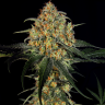 Massive Haze feminised Ganja Seeds