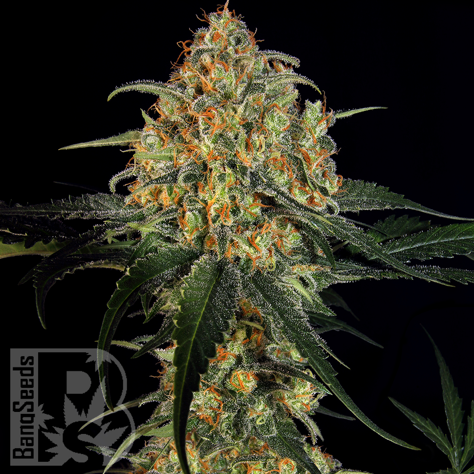 Massive Haze feminised Ganja Seeds