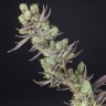 Massive Haze feminised Ganja Seeds