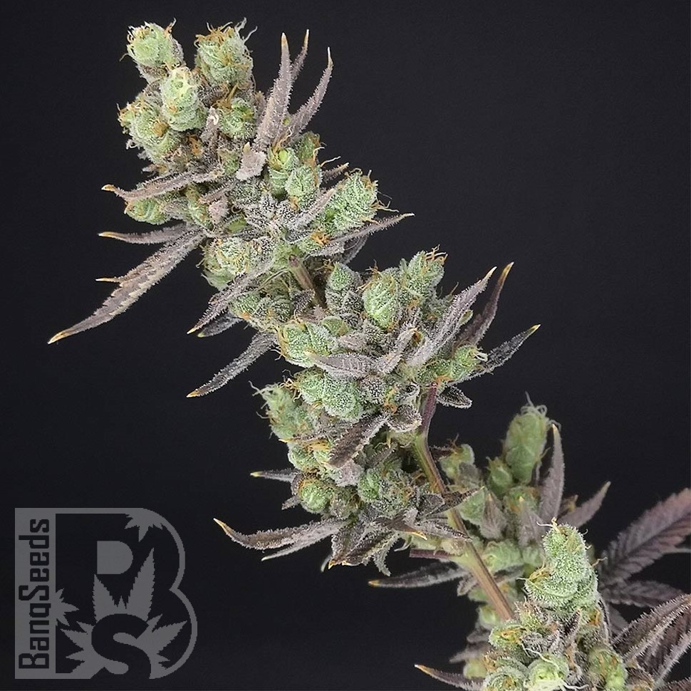 Massive Haze feminised Ganja Seeds