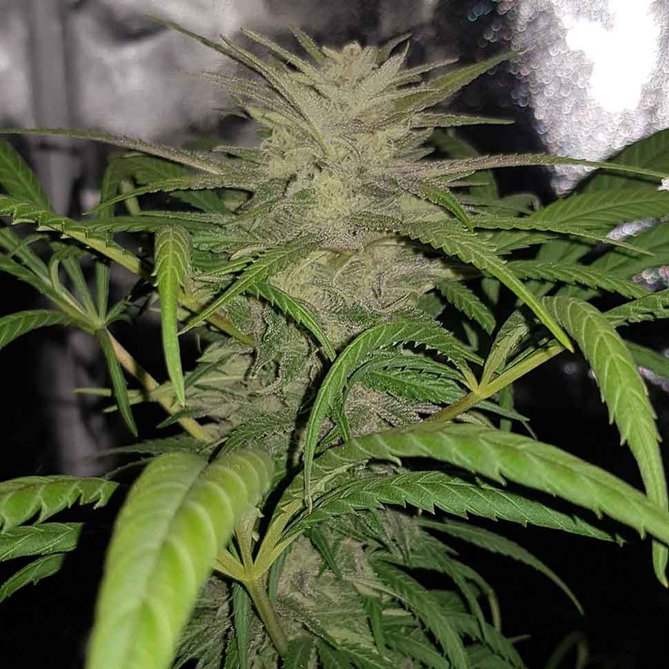 Семена марихуаны  Auto Shark regular Ganja Seeds