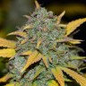 Семена конопли  Powerful regular Ganja Seeds