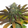 Семена конопли  Powerful regular Ganja Seeds