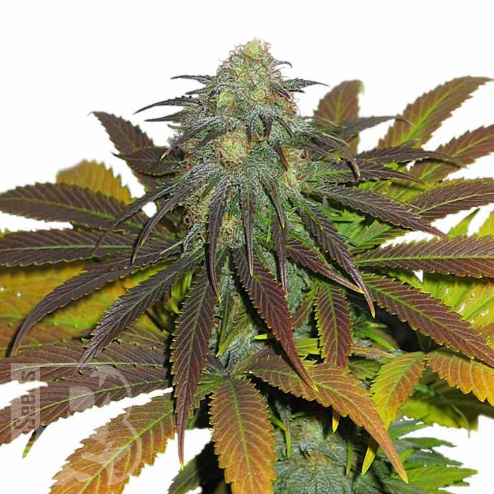 Семена конопли  Powerful regular Ganja Seeds