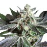 Семена ганжа  Black Jack feminised Ganja Seeds