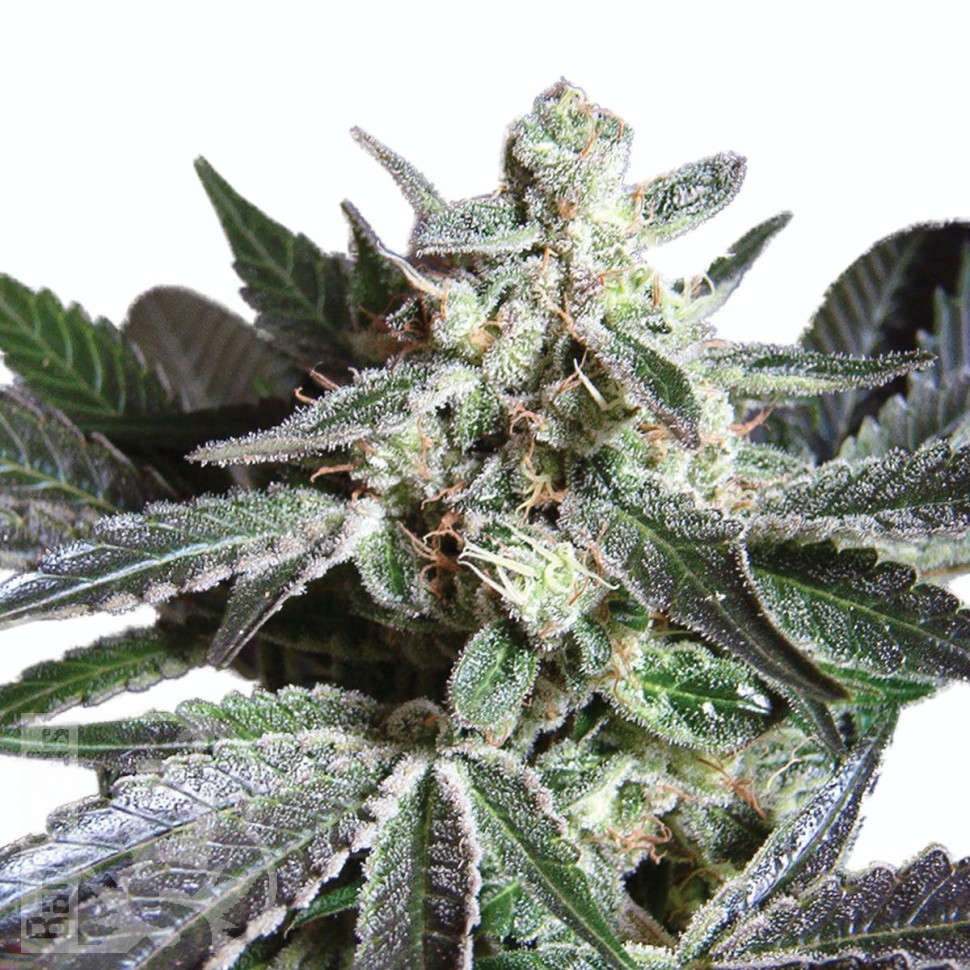 Семена ганжа  Black Jack feminised Ganja Seeds