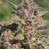 Семена ганжа  Black Jack feminised Ganja Seeds