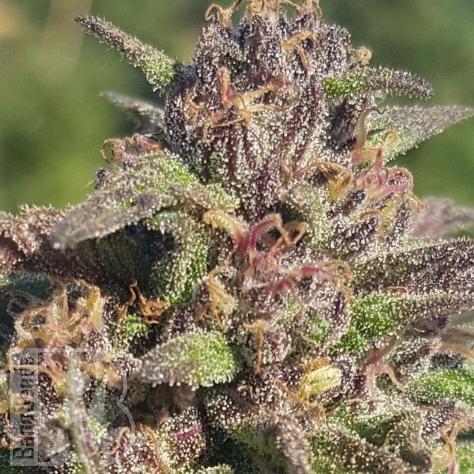 Семена ганжа  Black Jack feminised Ganja Seeds