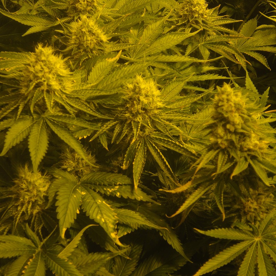 Семена каннабиса  Auto Pineapple feminised Ganja Seeds