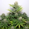 Семена конопли  Auto Talgar feminised Bang Seeds